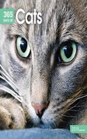 CATS 365 DAYS W 2019: (SQUARE)