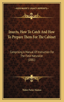 Insects, How To Catch And How To Prepare Them For The Cabinet