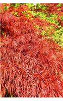 Journal Beautiful Japanese Maple Tree