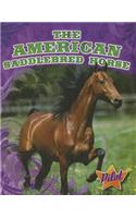 American Saddlebred Horse