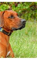 Rhodesian Ridgeback Sitting in Tall Grass Journal