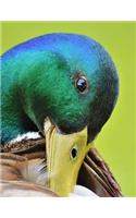 Duck Notebook Large Size 8.5 x 11 Ruled 150 Pages Softcover Journal Composition