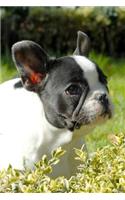 French Bulldog Lined Journal: Canine Gift Notebook for Dog Lovers