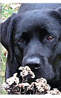 Black Lab Puppy Journal: Dog Wisdom Quotes(1 Take Time Notebook 6x9)