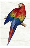 Parrot Keeping: Varieties, Breeding, Caring, Accommodation & More