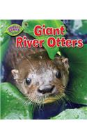 Giant River Otters