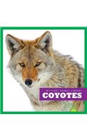 Coyotes