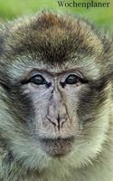 Wochenplaner: Affen A5 6x9 Tagebuch I Wochenkalender I Jahresplaner I Jahreskalender I Terminplaner I für Männer und Frauen, Mädchen und Jungen - Affe Affenliebha