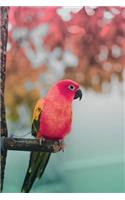 Tropical Birds