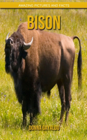 Bison: Amazing Pictures and Facts