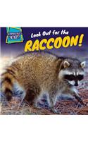 Look Out for the Raccoon!