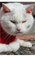 This Cat Is Not Amused Journal: 150 page lined notebook/diary
