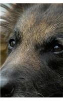 The Loving Eyes of a Belgian Shepherd Dog Tervuren Journal: Take Notes, Write Down Memories in this 150 Page Lined Journa