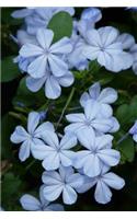 Plumbago Auriculata Flowers in Spring Journal: Take Notes, Write Down Memories in this 150 Page Lined Journal