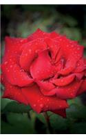 Rose Journal
