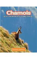 Chamois: Fun Facts and Amazing Photos of Animals in Nature