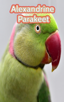 Alexandrine Parakeet