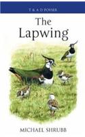 The Lapwing