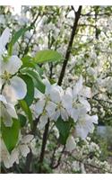 Springtime Journal Beautiful White Flowering Tree Branches: (Notebook, Diary, Blank Book)(Flower Photo Journals Notebooks Diaries)