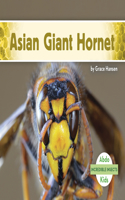 Asian Giant Hornet