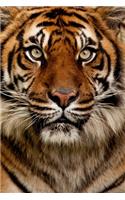 Save The Tiger 2020 Weekly Monthly Planner: Diary with Agenda & Calendar Schedule, To Do List, Notes, Water Intake Log & Expense Tracker - Tiger Gifts For Men & Women to Support the Cause of W(1 Animal Portrait Journals)