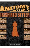 Anatomy Of A Irish Red Setter