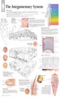 Integumentary System Wall Chart