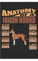 Anatomy Of A Ibizan Hound