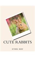 Cute Rabbits