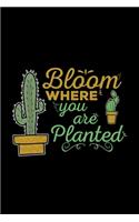 Bloom where you are planted