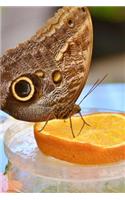 Pretty Owl Butterfly on an Orange Slice Journal: Take Notes, Write Down Memories in this 150 Page Lined Journal