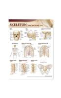 Lippincott Williams & Wilkins Atlas of Anatomy Skeletal System Chart: Head and Trunk