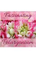 Fascinating Pelargonium 2018