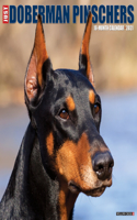 Just Dobermans 2021 Wall Calendar (Dog Breed Calendar)