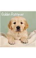 Golden Retriever Puppies M