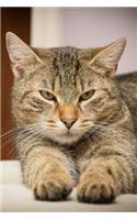 Where is my Dinner? Tabby Cat Journal: 150 Page Lined Notebook/Diary
