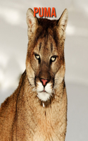 Puma: Sagenhafte Fotos & Buch mit lustigem Wissen über Puma für Kinder
