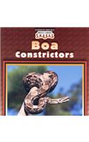 Boa Constrictors