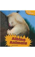 Albino Animals