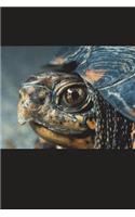 Say Hello to the Box Turtle Journal