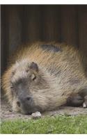 The Capybara on a Lazy Afternoon - Nap Time Journal