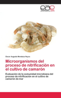 Microorganismos del proceso de nitrificación en el cultivo de camarón