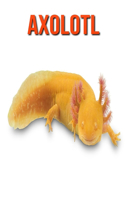 Axolotl