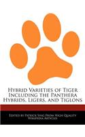 Hybrid Varieties of Tiger Including the Panthera Hybrids, Ligers, and Tiglons