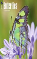 2018 Butterflies Wall Calendar