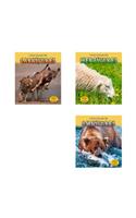 What Animals Eat
