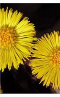 Pretty Coltsfoot (Tussilago farfara) Flowers Journal: 150 Page Lined Notebook/Diary