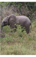 A Baby African Elephant in the Wild Journal