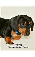 2020 Weekly and Monthly Planner: Dachshund Pup - Monthly Calendar with U.S./UK/ Canadian/Christian/Jewish/Muslim Holidays- Calendar in Review/Notes 8 x 10 in.- Dog Breed Pets