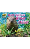 North American River Otter: (Swamp Things: Animal Life in a Wetland)